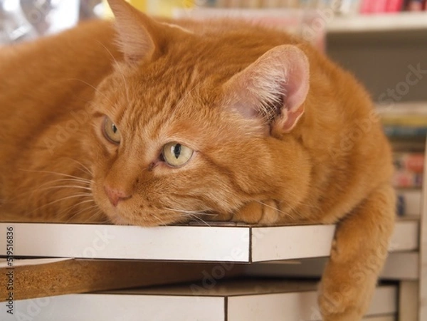 Fototapeta 何かを見つめる茶寅猫