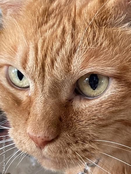 Fototapeta ちゃとら猫の顔のアップ