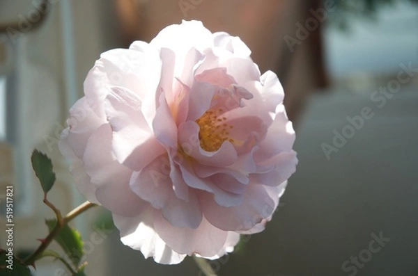 Fototapeta ピンクのバラの花