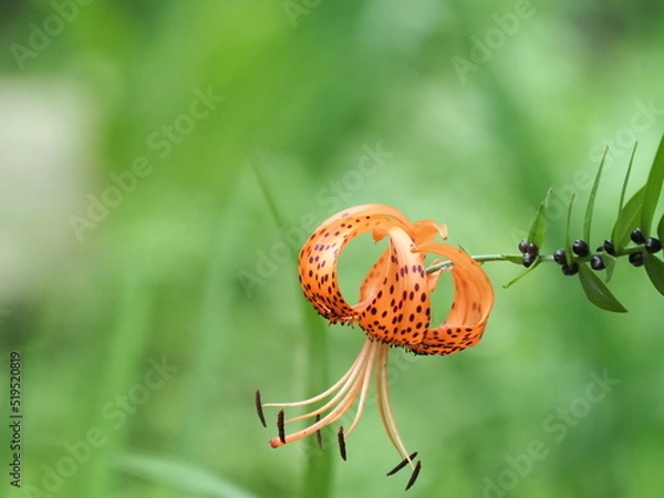 Obraz OLYMPUS DIGITAL CAMERA