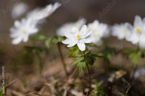 Fototapeta snowdrops