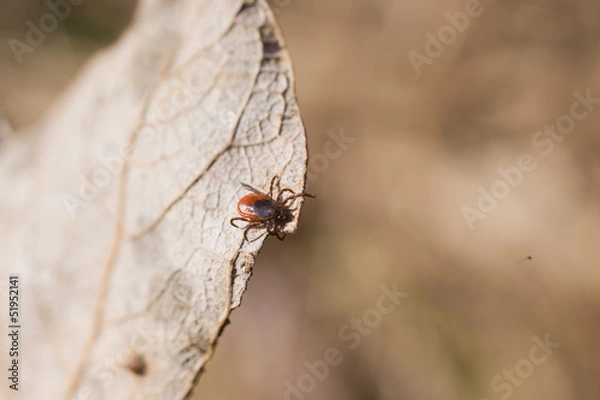 Obraz Ixodes scapularis