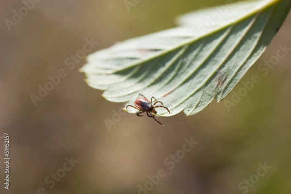 Obraz Ixodes scapularis