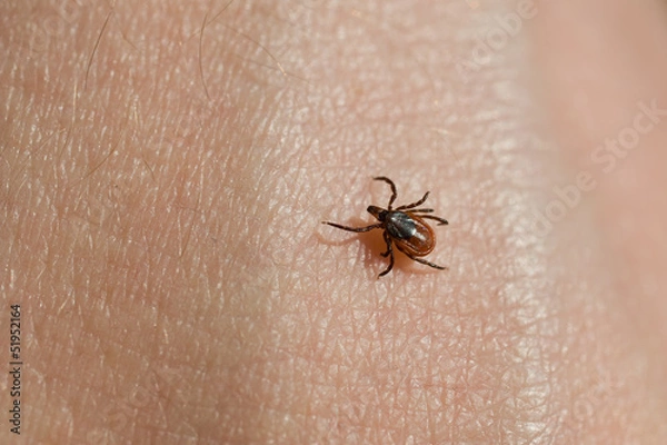 Obraz Ixodes scapularis