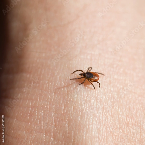 Obraz Ixodes scapularis