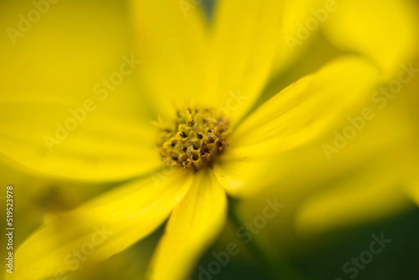 Obraz yellow flower macro
