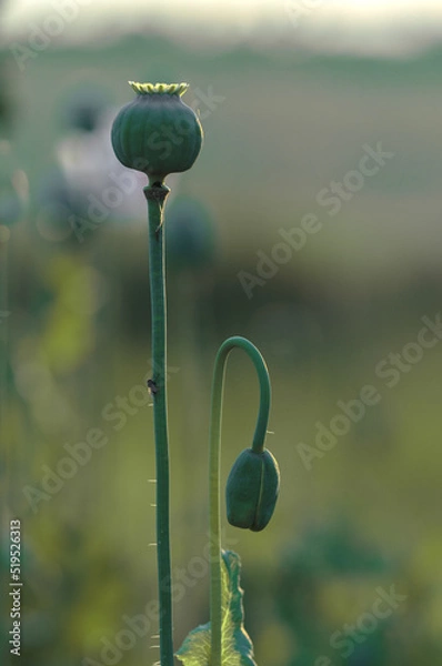 Obraz poppy in the field
