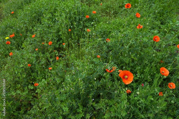 Fototapeta 道端に咲く花