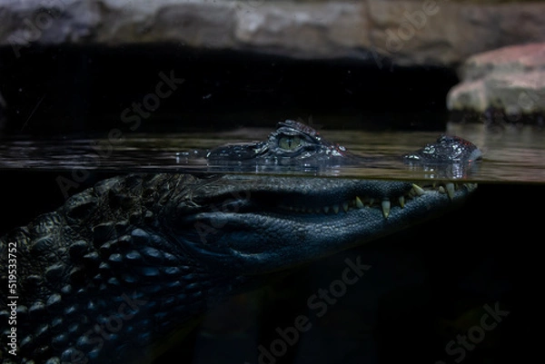 Obraz Alligator head close up