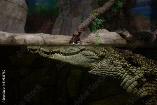 Obraz Crocodile head close up