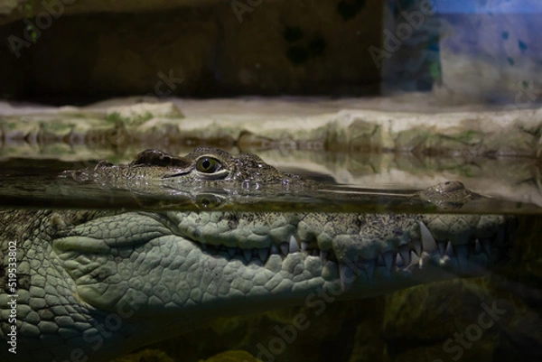 Obraz Crocodile head close up