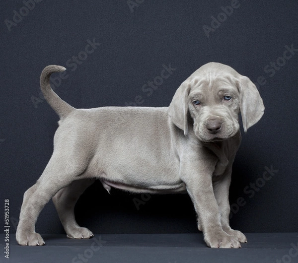 Obraz weimaraner puppy
