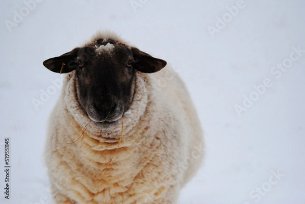 Obraz Sheep in Snow