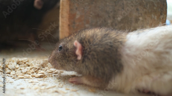 Obraz Decorative rat. Selective focus. Blurred background.