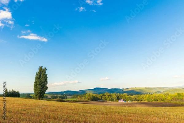 Fototapeta 美瑛の丘のケンとメリーの木「秋の北海道」