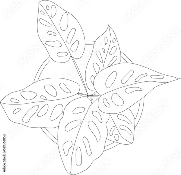 Fototapeta Top view of a monstera house plant. Vector potted plant. 
