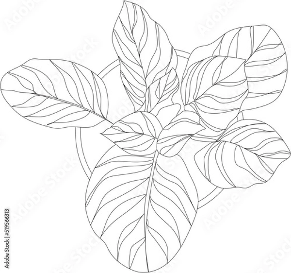 Fototapeta Top view of a ficus plant. Vector house plant illustration.