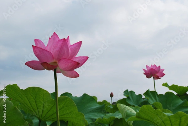 Fototapeta 蓮の花