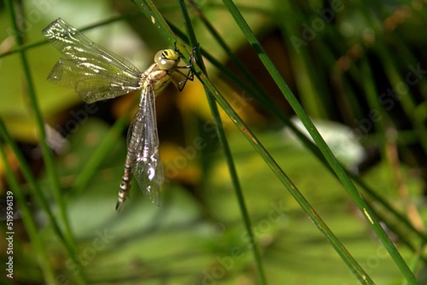 Obraz Frisch geschlüpfte Libelle