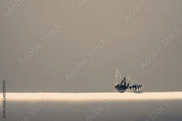 Fototapeta Dead wasp in cobweb and dust. Yellow-black insect lies on his back, side view, copy space, close up.