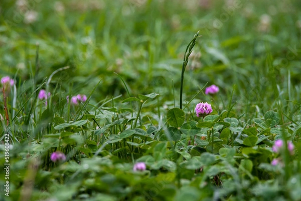 Fototapeta Background of fresh pink flowers and green leaves of clover or trefoil in a spring garden, close up. High quality photo. Water drop on grass, rainy day.
