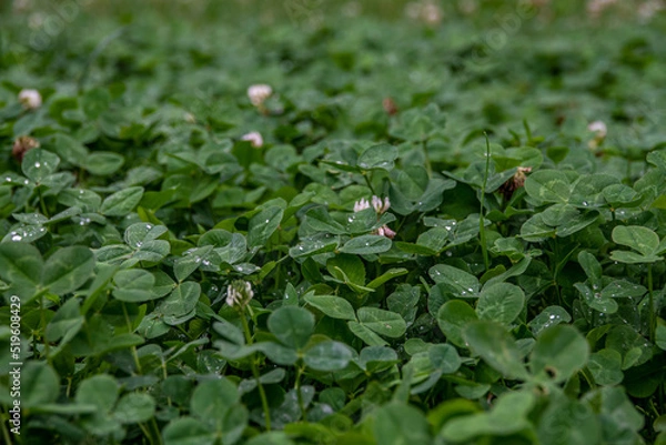 Fototapeta Background of fresh pink flowers and green leaves of clover or trefoil in a spring garden, close up. High quality photo. Water drop on grass, rainy day.