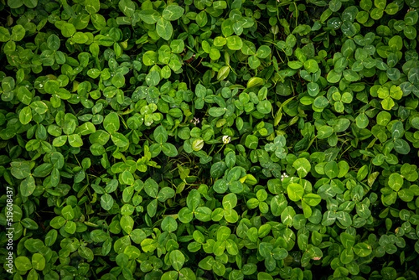 Fototapeta Beautiful green nature, full frame many the green leaf for background, top view. Green leaves with water drop, texture background, natural background and wallpaper.