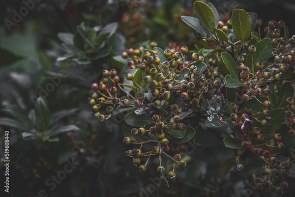 Fototapeta Bush with green leaf, ripe and ripening berries close up. Excellent berry crop, yielding a good harvest. Green low-growing small-leaved shrub with flowers buds. 