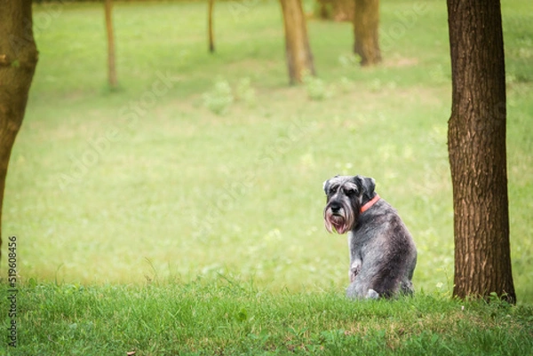 Fototapeta Dog sitting in the park by the tree and looking at camera.