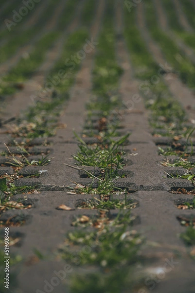 Fototapeta Close up green grass growing on the pavement tiles in the park. Parking area with grass growing through.