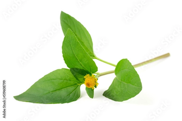 Fototapeta Acmella Oleracea, Paracress or Toothache plant isolated on white background.