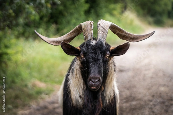 Fototapeta black billy goat on a farm