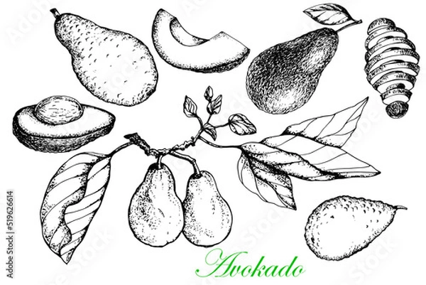 Fototapeta Avocado. Collection.Whole and sliced fruit. Stock vector illustration. Sketch. Hand drawing. Isolated on a white background. For packaging and labeling vegetarian products.