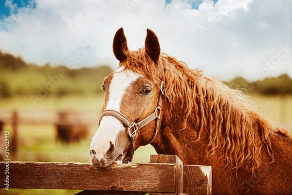 Fototapeta Portrait of a cute sorrel horse with a curly mane that bites the wooden fence of the paddock on a summer day. Agriculture and livestock. Farming and horse care.