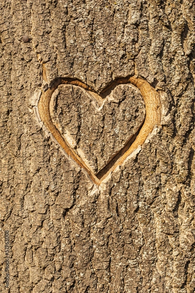 Obraz Heart carved in the bark of a tree.
