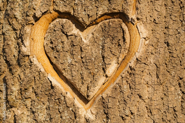 Obraz Heart carved in the bark of a tree.