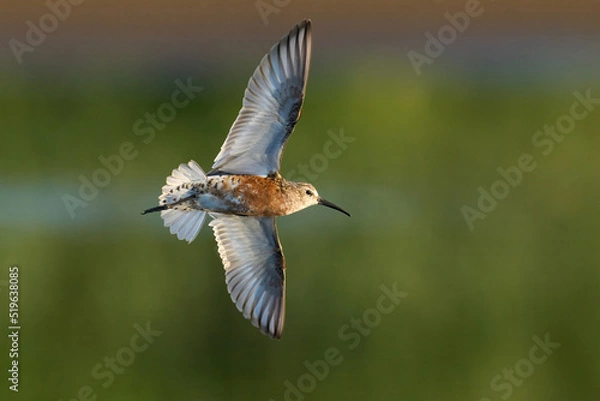 Obraz Curlew sandpiper (Calidris ferruginea)