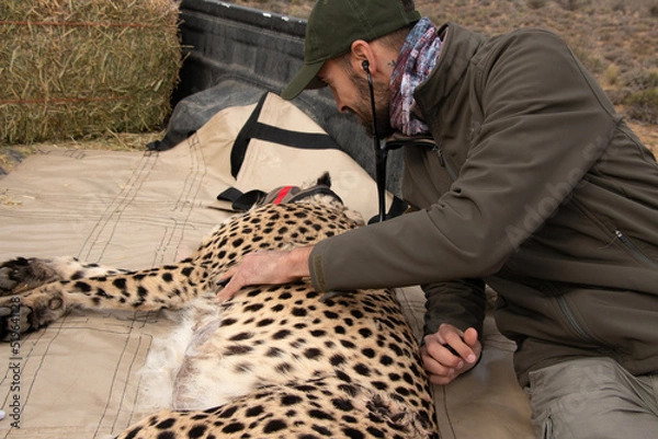 Obraz Veterinary work animal conservation