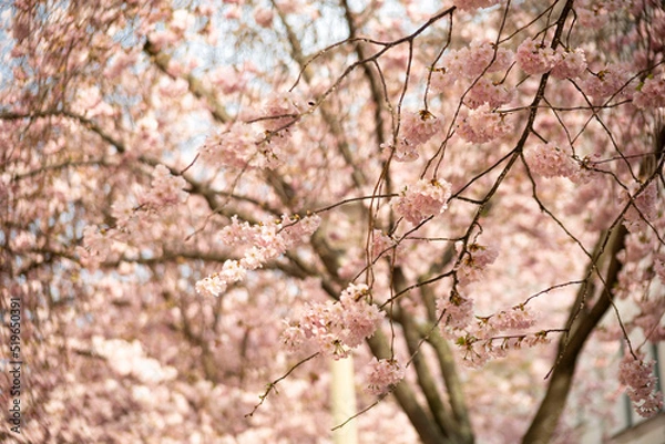 Obraz Kisrchblüte