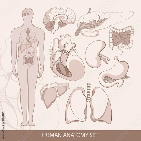 Obraz Vector set of human  organs
