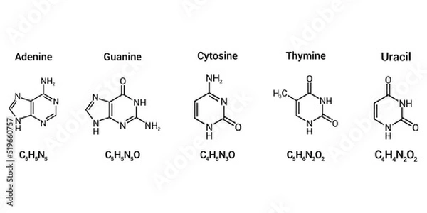 Fototapeta structure of RNA nucleobases. Adenine Guanine Cytosine Thymine and Uracil
