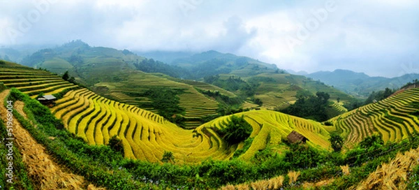 Fototapeta rice field on terraced in mountain.
