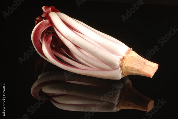 Obraz radicchio