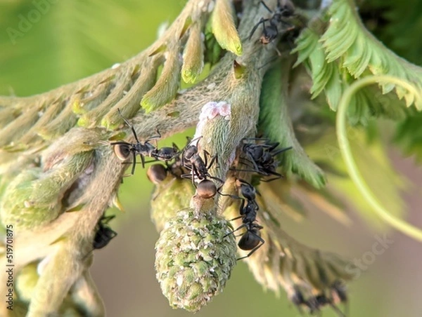 Fototapeta Black ants on a branch,with blurred nature background 