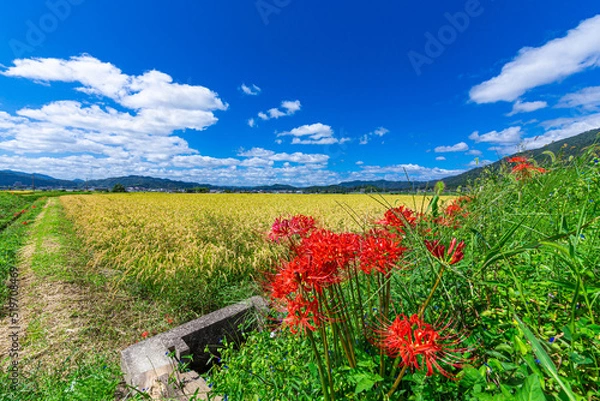 Fototapeta 真っ赤に燃える、満開の彼岸花