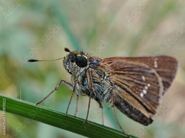 Fototapeta Close-up of Pelopidas mathias, the dark small-branded swift with blurred background