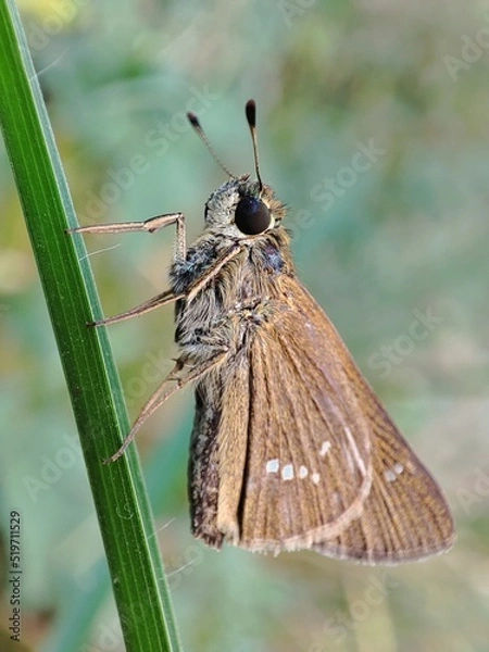 Fototapeta Close-up of Pelopidas mathias, the dark small-branded swift with blurred background