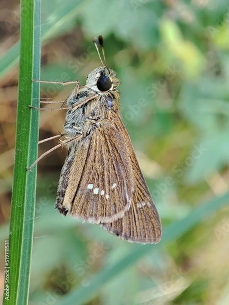 Fototapeta Close-up of Pelopidas mathias, the dark small-branded swift with blurred background