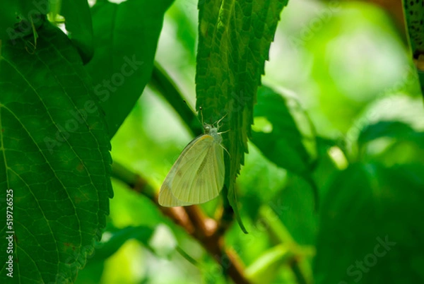 Obraz 葉にとまるモンシロチョウ