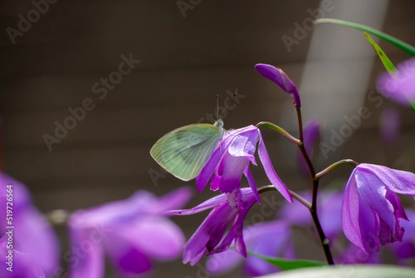 Obraz モンシロチョウと花